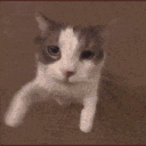 kitty kiss