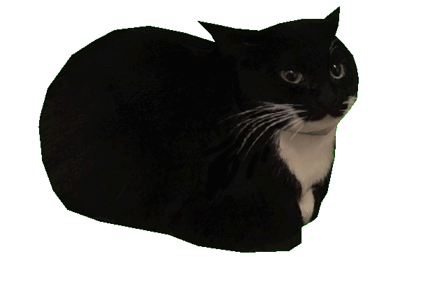 kitty